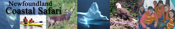 Birding at Newfoundland Coastal Safari