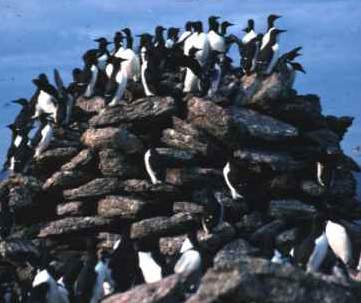 Murres are a common seabird in Newfoundland waters