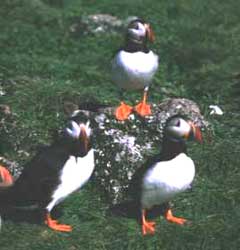 Puffins are a common sight in Newfoundland